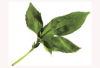 Albahaca en Hojas  x 1Kg.