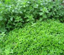 Oregano  x 1 Kg.